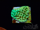 WYSIWYG JF Beach Bum Montipora 11I6