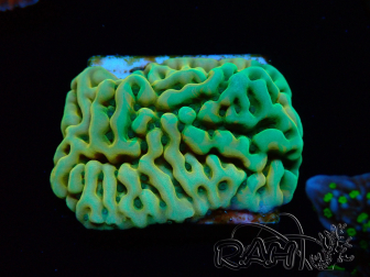 WYSIWYG JF Beach Bum Montipora 11I3