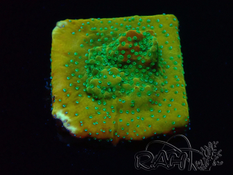WYSIWYG RAH Montipora Acid Orange 11M5
