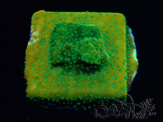 WYSIWYG RAH Montipora Acid Orange 11M6