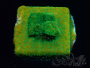 WYSIWYG RAH Montipora Acid Orange 11M6
