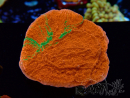 WYSIWYG Montipora plateau GRAFTED ULTRA 11O6