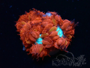 WYSIWYG - RAH Blastomussa merleti Fire and Ice 1