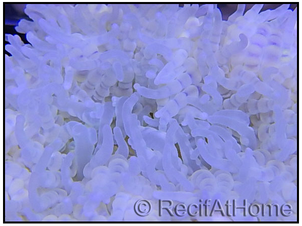 WYSIWYG heteractis malu Ultra White