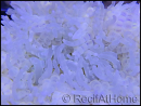 WYSIWYG heteractis malu Ultra White