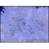 WYSIWYG heteractis malu Ultra White