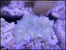 WYSIWYG heteractis malu Ultra White