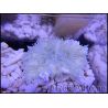 WYSIWYG heteractis malu Ultra White