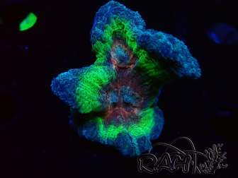 WYSIWYG RAH Pectinia Rainbow 3