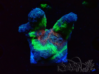 WYSIWYG RAH Pectinia Rainbow 4