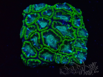 WYSIWYG - RAH Micromussa Jungle Viper E4
