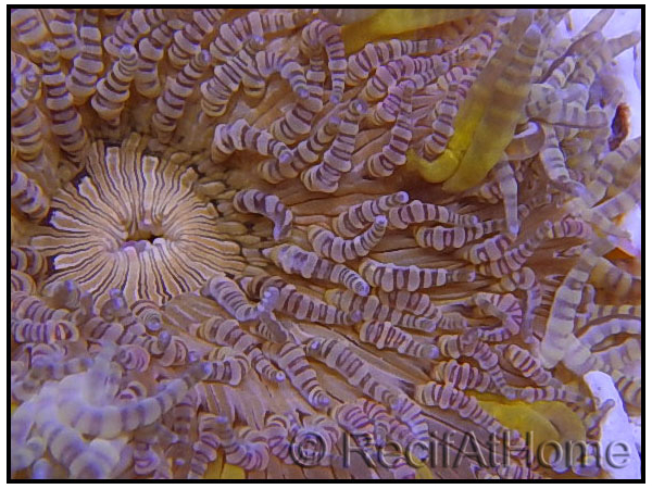 WYSIWYG heteractis malu Ultra yellow