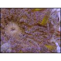 WYSIWYG heteractis malu Ultra yellow