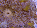 WYSIWYG heteractis malu Ultra yellow