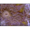 WYSIWYG heteractis malu Ultra yellow