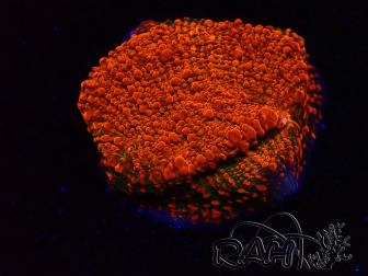 WYSIWYG - WWC Chalice Darth Maul 21D4