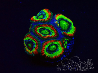 WYSIWYG WWC Holy Grail Micromussa B1
