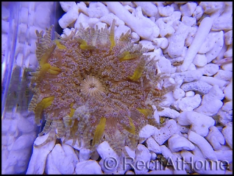 WYSIWYG heteractis malu Ultra yellow