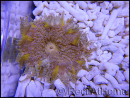 WYSIWYG heteractis malu Ultra yellow