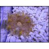 WYSIWYG heteractis malu Ultra yellow