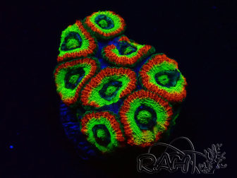 WYSIWYG WWC Holy Grail Micromussa E1