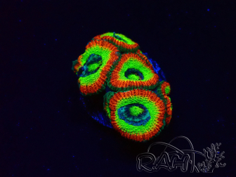 WYSIWYG WWC Holy Grail Micromussa F1