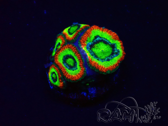 WYSIWYG - RAH Micromussa Dragon's Eye B3