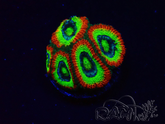WYSIWYG - RAH Micromussa Dragon's Eye C3