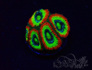 WYSIWYG - RAH Micromussa Dragon's Eye C3