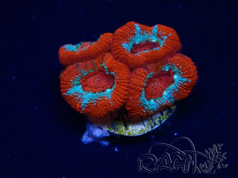 WYSIWYG - RAH Micromussa Lava Burst A2
