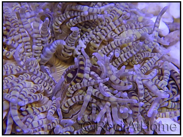Heteractis malu