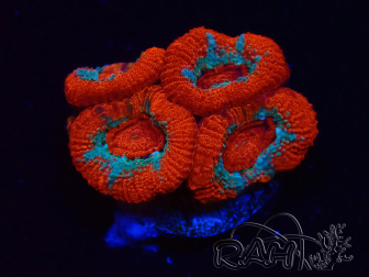WYSIWYG - RAH Micromussa Lava Burst A2