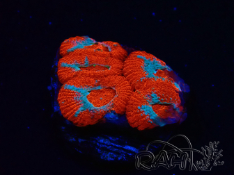 WYSIWYG - RAH Micromussa Lava Burst D2