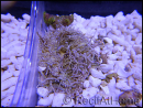 Heteractis malu