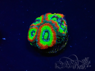 WYSIWYG - RAH Micromussa Dragon's Eye A3