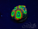 WYSIWYG - RAH Micromussa Dragon's Eye A3