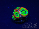 WYSIWYG - RAH Micromussa Dragon's Eye B3