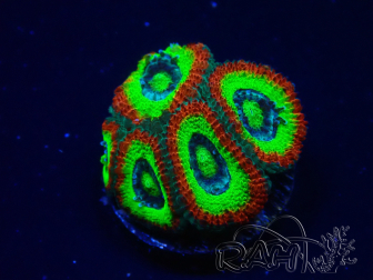 WYSIWYG - RAH Micromussa Dragon's Eye C3