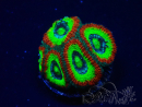 WYSIWYG - RAH Micromussa Dragon's Eye C3