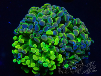 WYSIWYG Euphyllia paraancora (Mariculture acclimaté sous LED) 4R2