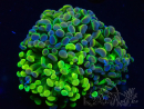 WYSIWYG Euphyllia paraancora (Mariculture acclimated under LED) 4J8