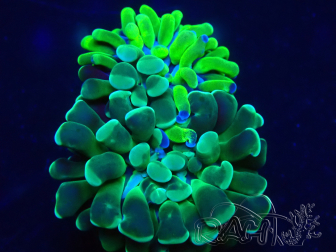 WYSIWYG Euphyllia paraancora (Maricoltura acclimatata sotto LED) 4J8