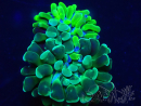 WYSIWYG Euphyllia paraancora (Maricultuur geacclimatiseerd onder LED) 4J8