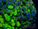 WYSIWYG Euphyllia paraancora (Maricultuur geacclimatiseerd onder LED) 4J8
