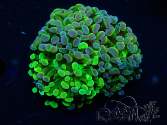WYSIWYG Euphyllia paraancora (Mariculture acclimated under LED) 4J8