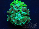 WYSIWYG Euphyllia paraancora (Mariculture acclimaté sous LED) 4R4