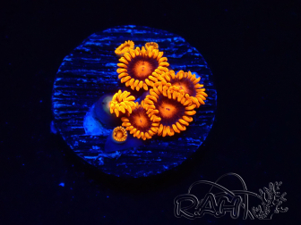 WYSIWYG - Zoanthus Bambam 2O11