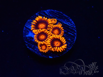 WYSIWYG - Zoanthus Bambam 2O13