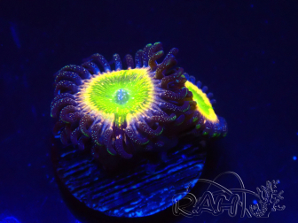 WYSIWYG - Zoanthus Tinkerbells 2P7