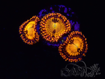 WYSIWYG - Zoanthus Fairy Muncher 2T14